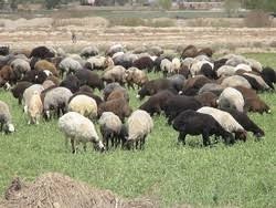 ۱۰۰ هزار گوسفند در زنجان اصلاح نژاد شدند