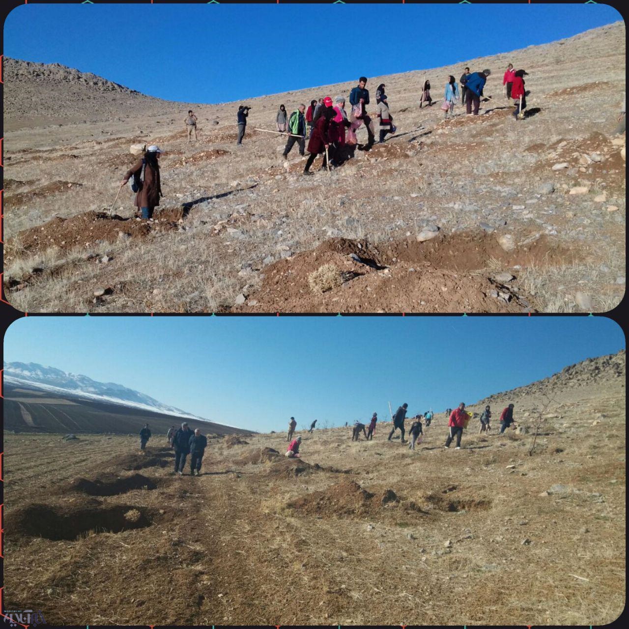 اجرای 10 هکتار بادام‌کاری در اراضی ملی شهرستان دلفان