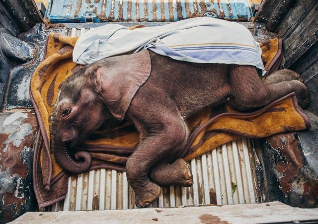 عکس | زندگی دوباره بچه فیل در عکس روز نشنال جئوگرافیک