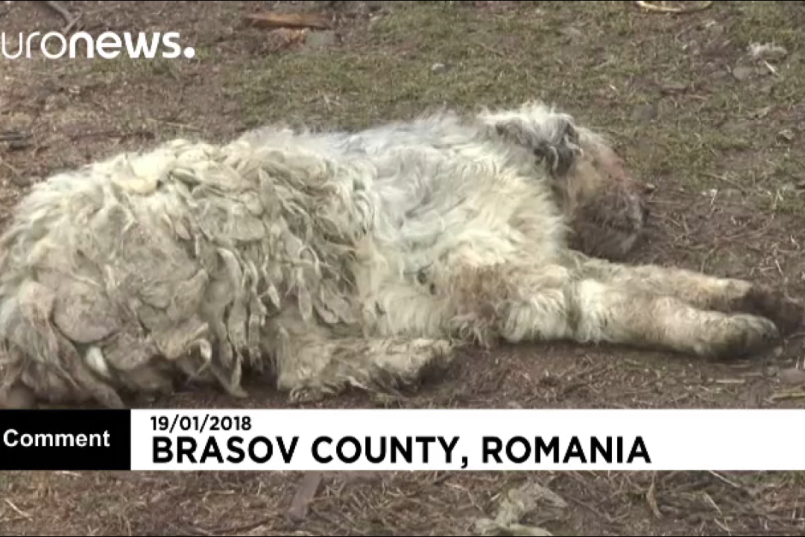 فیلم | حمله خرس به گله ۴۰ گوسفند را تلف کرد