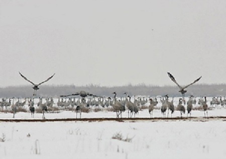 زمستان گذرانی 30 گونه پرنده مهاجر در تالاب های گندمان و چغاخور