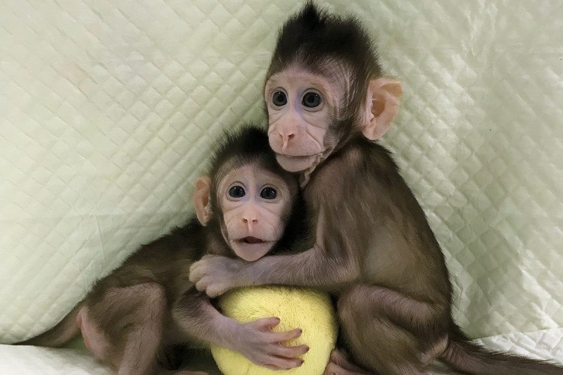 فیلم | پژوهشگران به یک‌قدمی شبیه‌سازی انسان رسیدند: موفقیت چین در کلونینگ میمون
