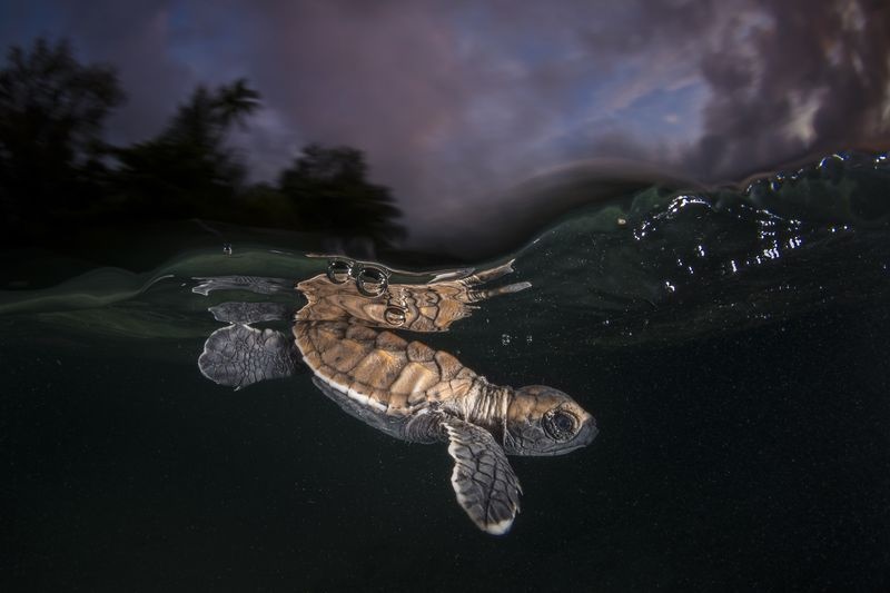 عکس | لاک‌پشت پوزه‌ عقابی در عکس روز نشنال جئوگرافیک