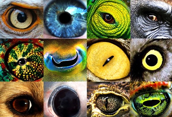 فیلم | قابلیت‌های حیرت‌آور چشمان حیوانات