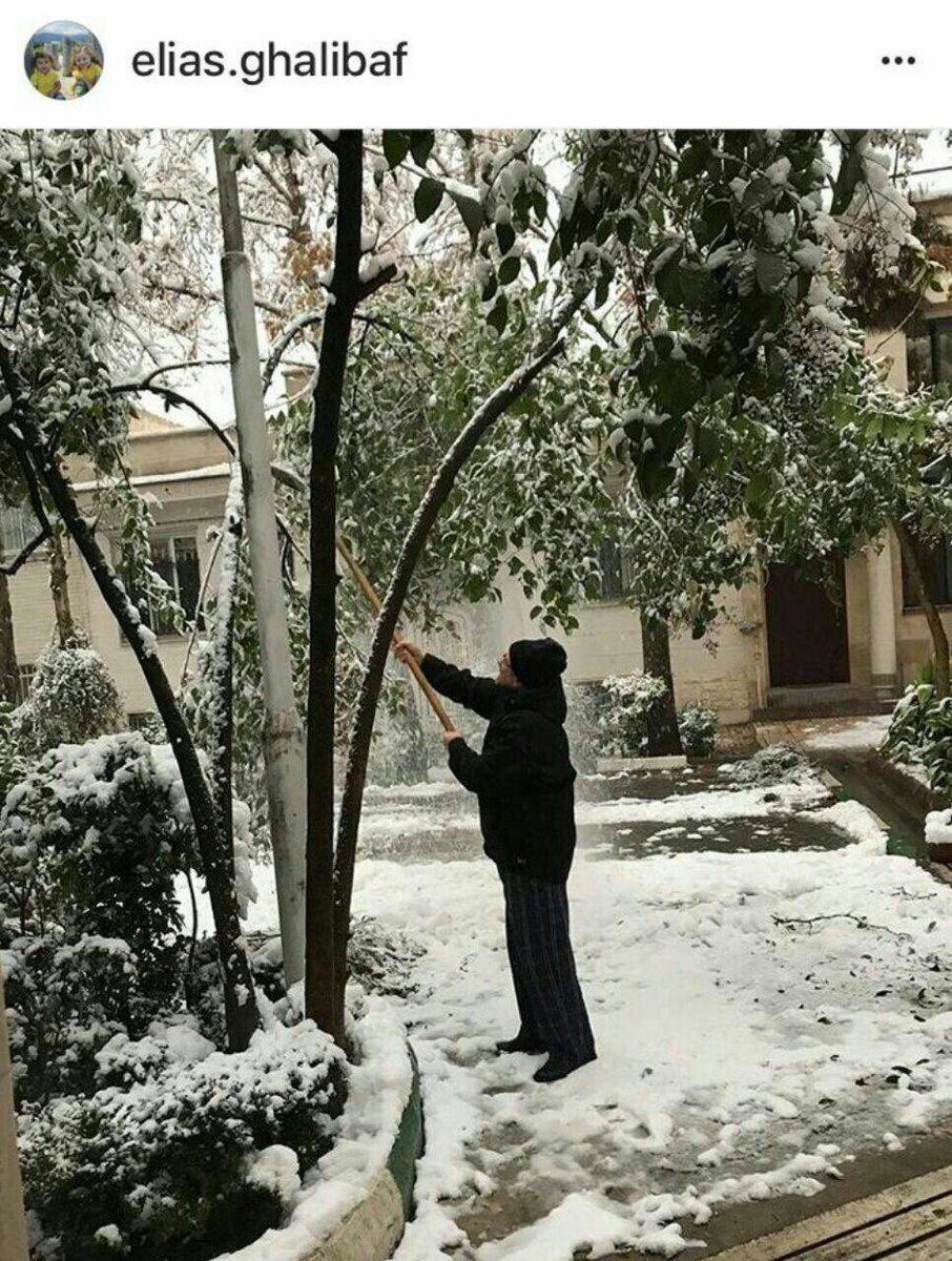 درخت تکانی شهردار سابق تهران/ عکس