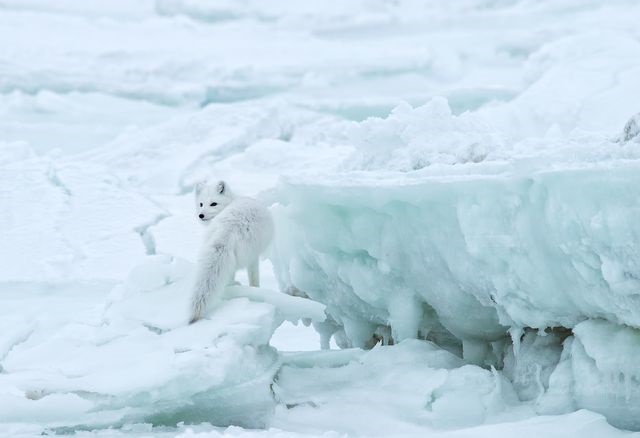 عکس | شکار روباه قطبی در عکس روز نشنال جئوگرافیک