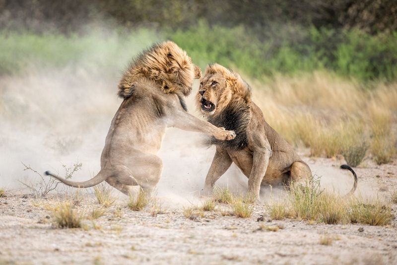 عکس | مبارزه شیرها برای جفت‌گیری در عکس روز نشنال جئوگرافیک