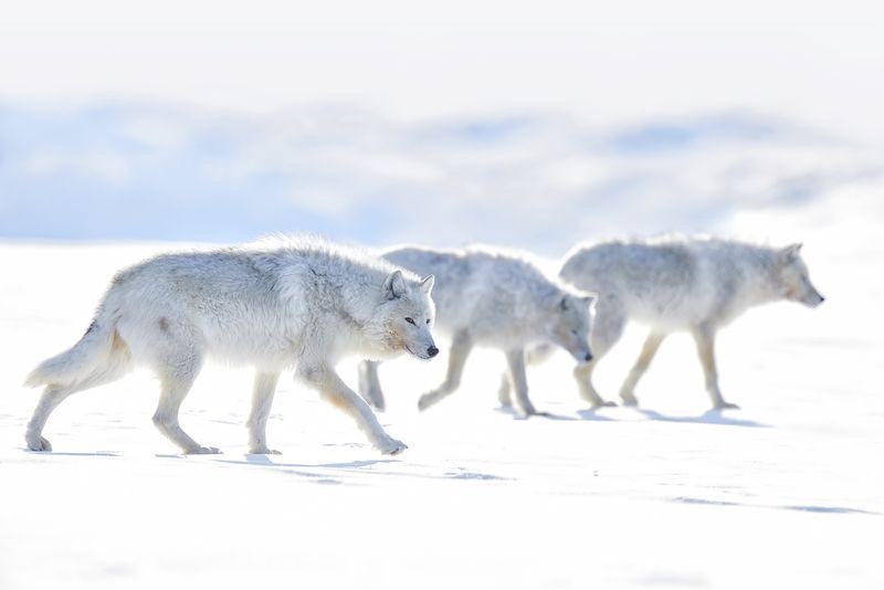 عکس | گرگ‌های سفید در عکس روز نشنال جئوگرافیک