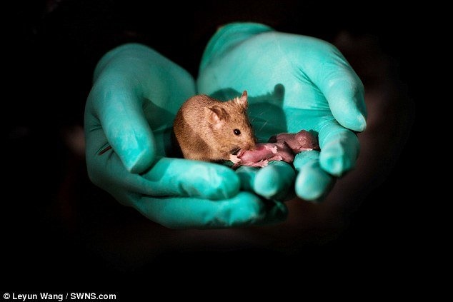 تولید ۲۹ بچه موش از ۲ موش ماده توسط محققان چینی