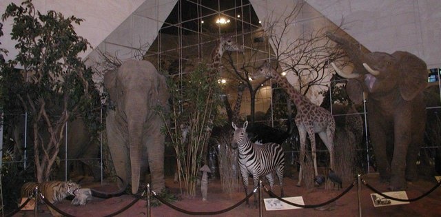 تصاویری از موزه داروین؛ بزرگترین موزه علوم طبیعی در اروپا
