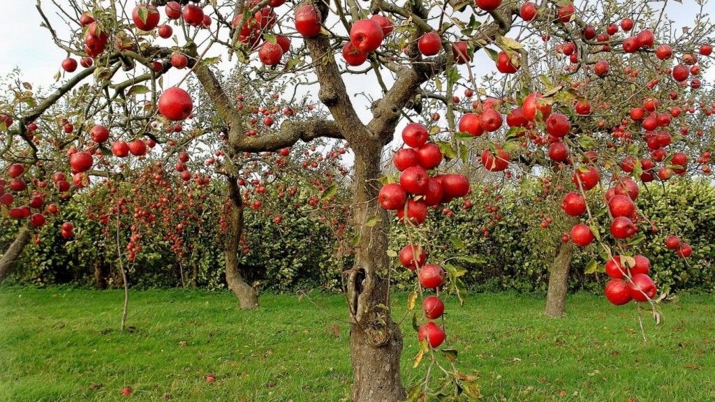 تولید ١٤٣ کیلو محصولات باغی به ازای هر ایرانی 