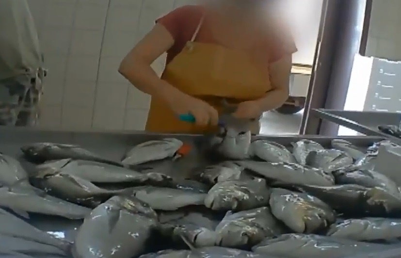فیلمی از زجرکش کردن ماهی‌ها که صدای فعالان محیط زیست را درآورد