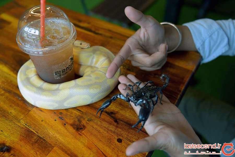 کافه خزندگان کامبوج