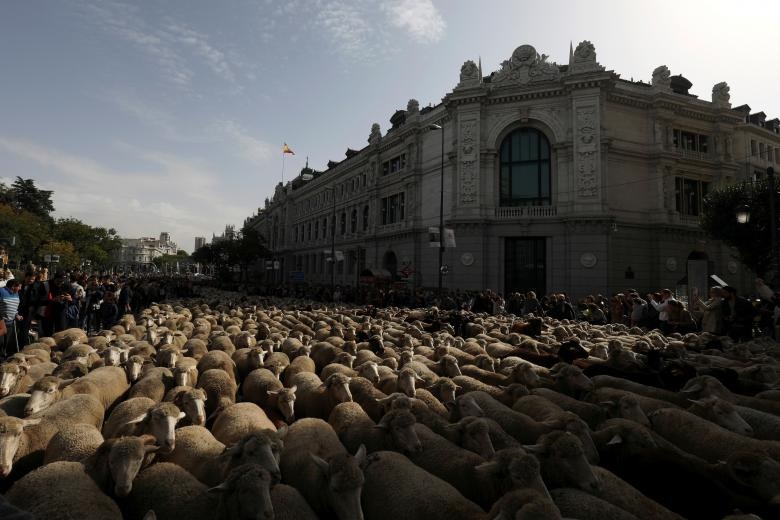 تصاویر | وقتی تعداد گوسفندها از آدم‌های خیابان بیشتر می‌شود!