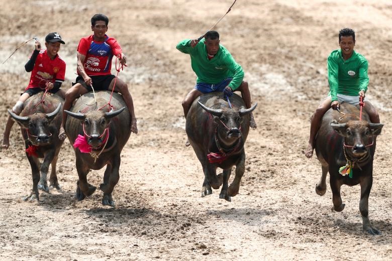 تصاویر | مسابقات بوفالو سواری در تایلند