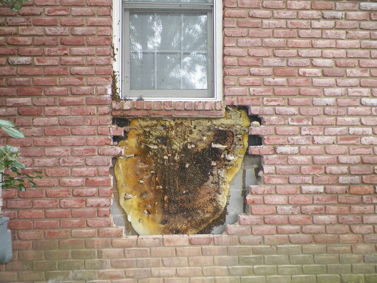 تصاویر | کشف کندوی بزرگ عسل پشت آجرهای دیوار یک خانه!