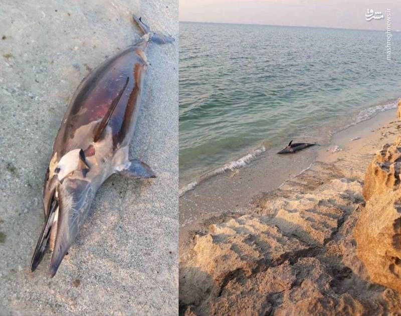 عکس | تلف شدن دلفین در سواحل عسلویه