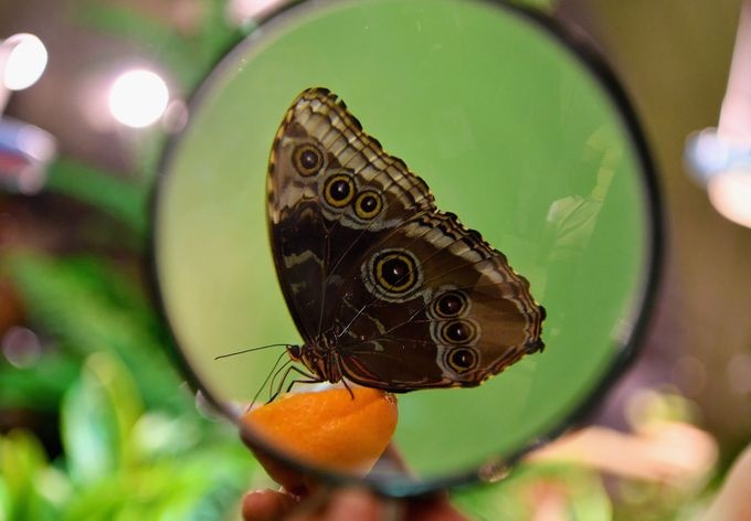 تصاویر | نمایشگاه پروانه‌ها