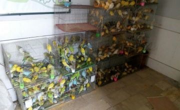 کشف ۴۵۰ قطعه پرنده قاچاق در لرستان
