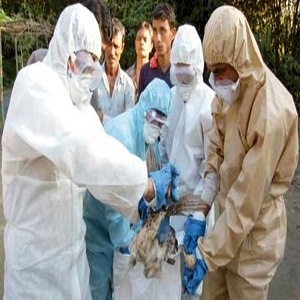 اجرای برنامه ویژه کنترل بیماری آنفلوانزای فوق حاد پرندگان در 31 استان کشور