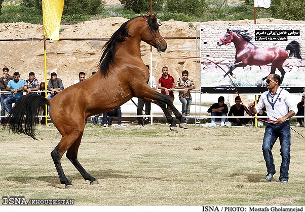 شوش میزبان بزرگترین رویداد اسب اصیل عرب کشور