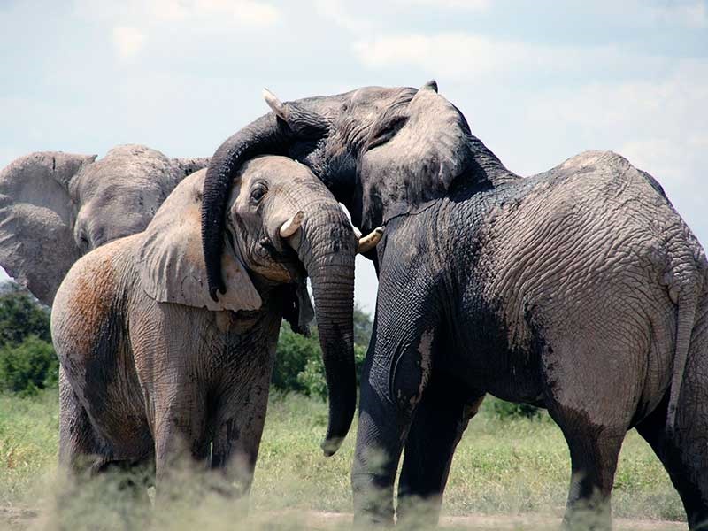 کشف فیل‌هایی که قرن‌هاست از چشم انسان پنهان مانده‌اند