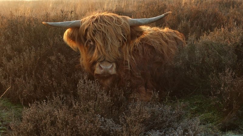 عکس | گاو مو بلند اسکاتلندی در عکس روز نشنال جئوگرافیک 