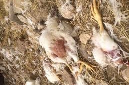 فیلم | رهاسازی ۴ تن لاشه مرغ آلوده و نیمه‌جان در نزدیکی بروجن