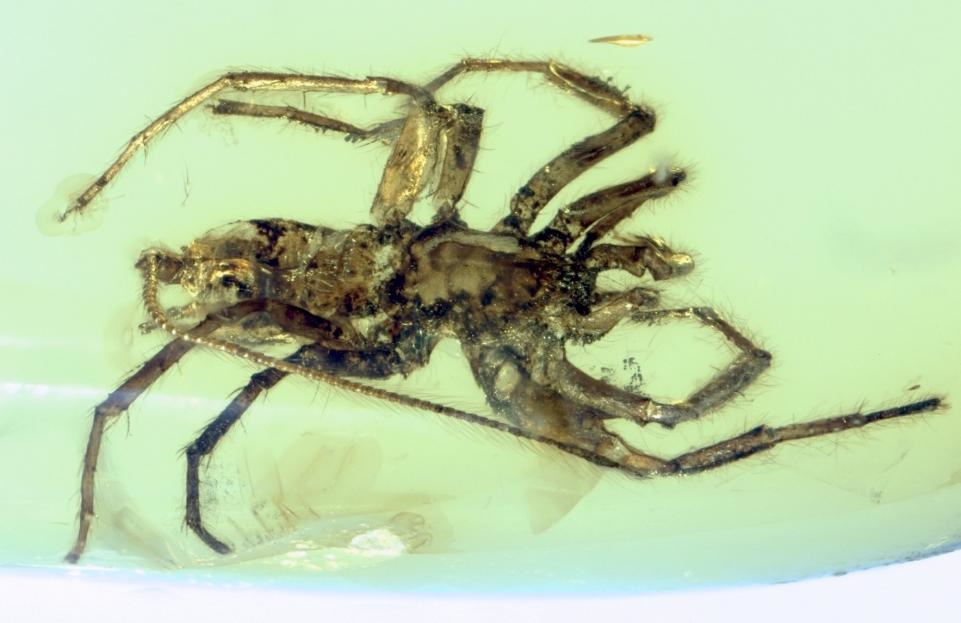 کهربایی ترسناک از جهان باستان: عنکبوتی با دم عقرب/ عکس