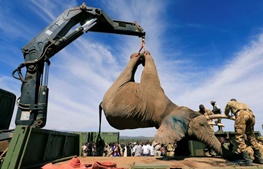 
                تصاویر | تمرین انتقال فیل‌ها به پارک ملی در کنیا
                    
            ,