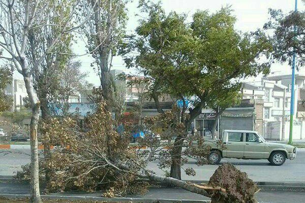 تندباد با سرعت ۹۰ کیلومتر، موجب قطع ۵۰ درخت و تخریب یک منزل مسکونی در همدان شد