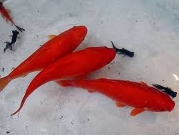 ماهی قرمز بخریم یا نخریم؟