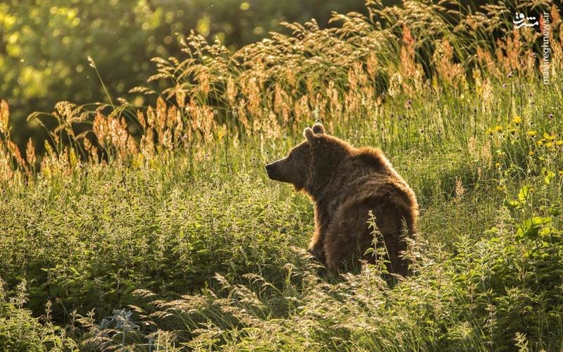 عکس | خرس قهوه‌ای در ارتفاعات ساری