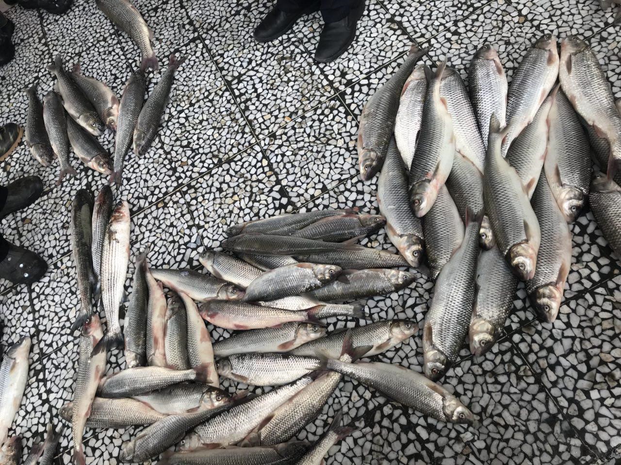 فیلم | چوب‌زنی ماهی‌ها در بازار محلی محمودآباد