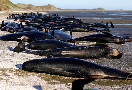 فیلم | مرگ دسته‌جمعی نهنگ‌ها در استرالیا