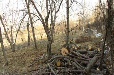 مافیای باغ‌خواری به جان تهران افتاده است/ مصوبه «برج‌باغ»ها باید لغو شود
