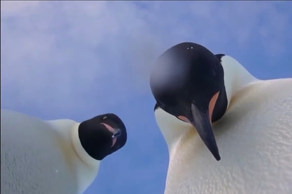 فیلم | شهرت دو پنگوئن امپراتور با این ویدئوی سلفی