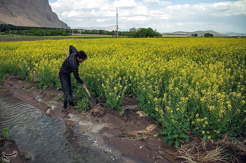 تصاویر | مزارع دیدنی کلزا، گیاهی که روغن آن را می‌خوریم