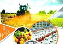 زنجان پایلوت تولید محصولات سالم در کشور انتخاب شد