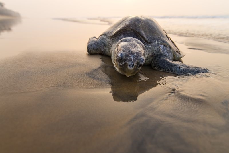 عکس | استراحت لاک‌پشت در ساحل در عکس روز نشنال جئوگرافیک