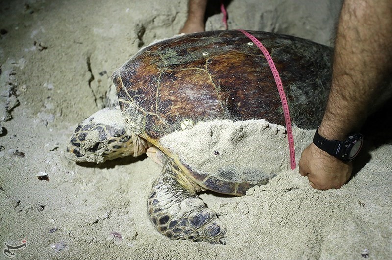 تصاویر | تخم‌گذاری لاک‌پشت‌های در معرض انقراض در کیش