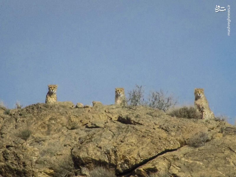 عکس | مشاهده ٣ یوزپلنگ در پارک ملی توران
