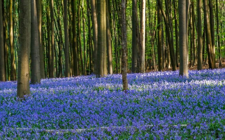 تصاویر رویایی از جنگل آبی بلژیک