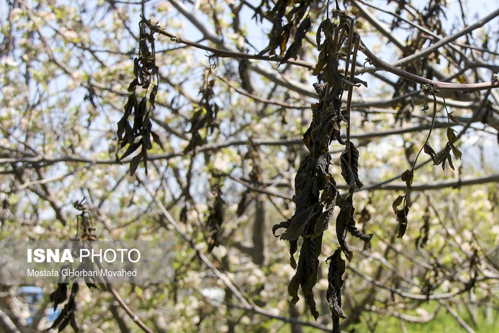 تصاویر | بلایی که سرمای اخیر سر شکوفه‌های بهار آورد