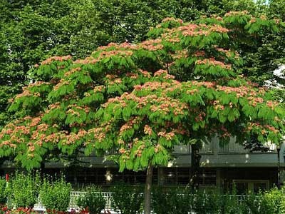 از دید دانشمندان آلمانی کدام درختان تابستان را خنک‌تر می‌کنند؟