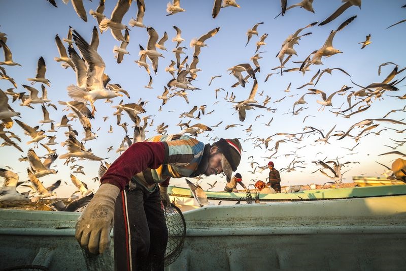 عکس | محاصره ماهیگیر عمانی توسط مرغان دریایی در عکس روز نشنال جئوگرافیک