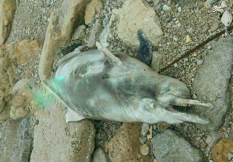 عکس | مرگ دلفین‌ها در ساحل خلیج فارس