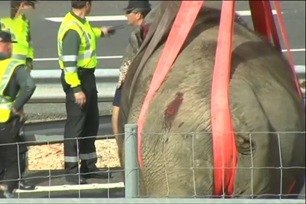 فیلم | واژگونی کامیون فیل‌های سیرک در اسپانیا