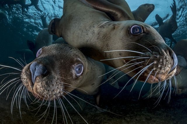 عکس | شیرهای دریایی کنجکاو در عکس روز نشنال جئوگرافیک