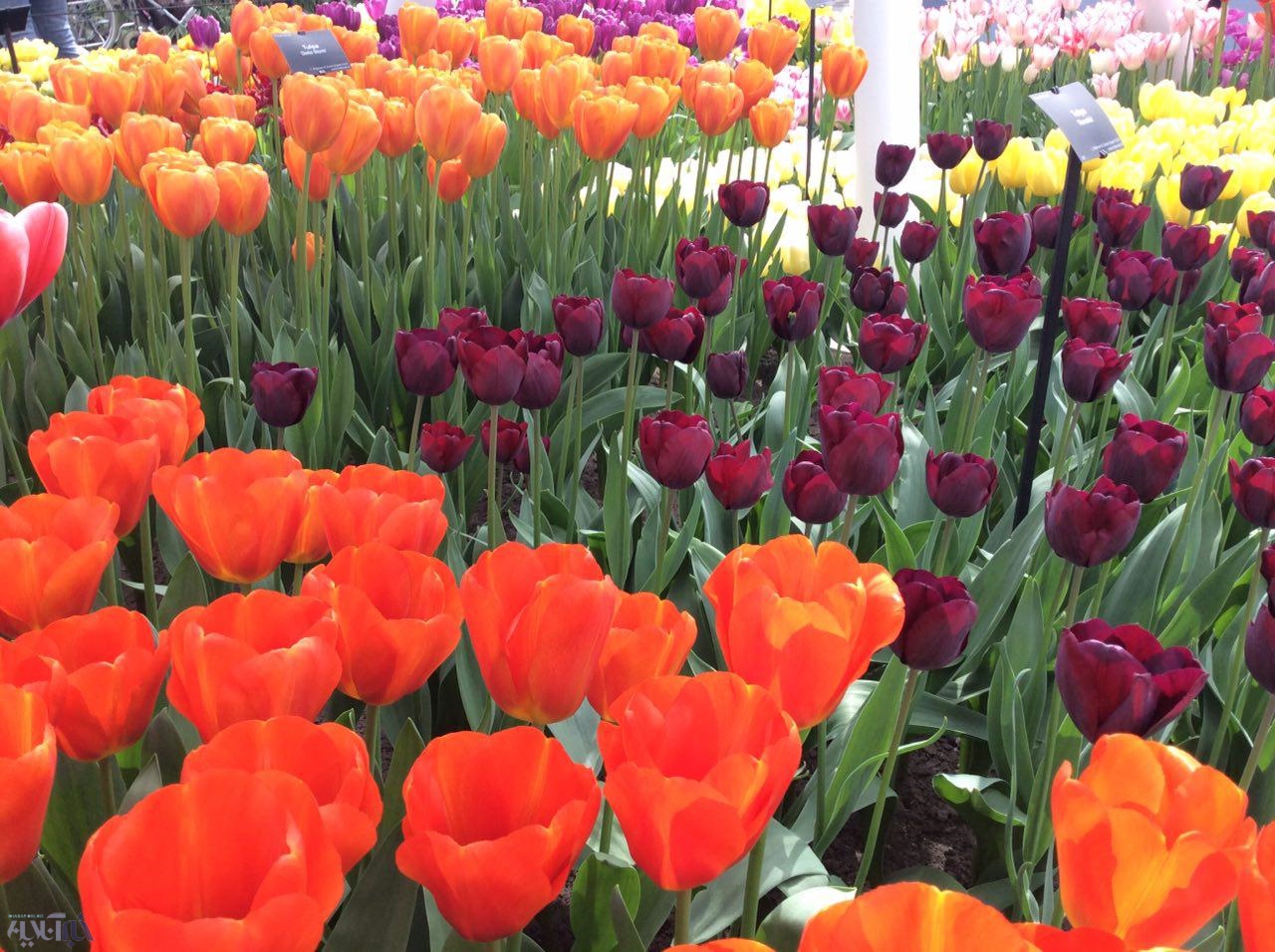 تصاویر | در پرجاذبه‌ترین نقطه اروپا قدم بزنید | بهار در باغ گل کوکنهوف آمستردام